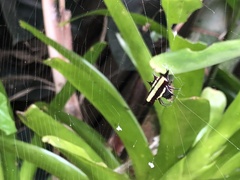 Gasteracantha fornicata