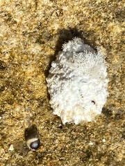 Patella caerulea