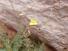 Chylismia multijuga