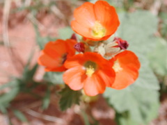 Sphaeralcea parvifolia