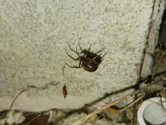 Steatoda nobilis