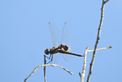 Tramea loewii