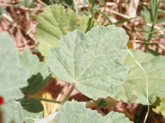 Sphaeralcea parvifolia