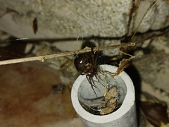 Steatoda nobilis