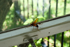 Cryptocheilus bicolor