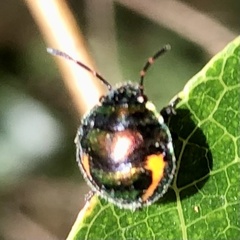 Lampromicra
