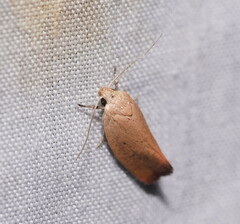 Acanthodela protophaes