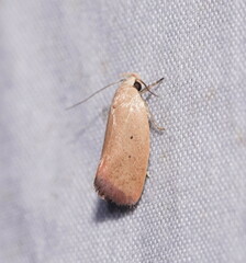 Acanthodela protophaes