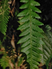 Phegopteris decursive-pinnata