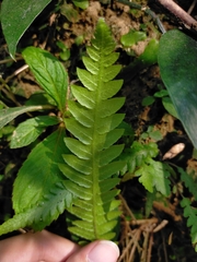 Phegopteris decursive-pinnata