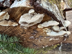 Calcipostia guttulata