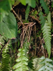 Phegopteris decursive-pinnata