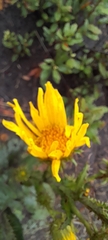 Berkheya rhapontica