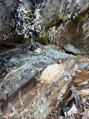 Calcipostia guttulata