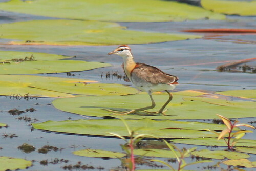 Lesser Jacana