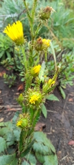Berkheya rhapontica