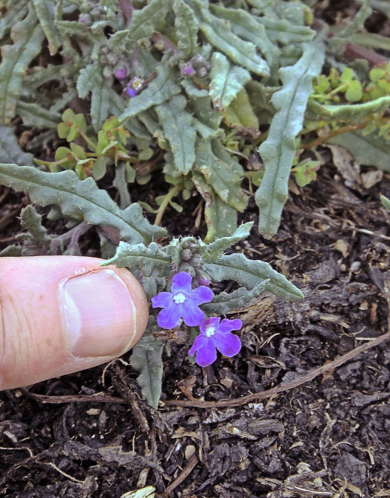 Anchusa crispa