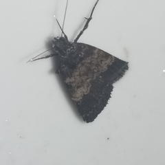 Hydrillodes funestalis