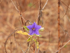 Solanum houstonii