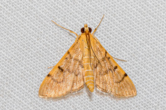 Omiodes indicata