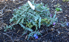 Anchusa crispa maritima