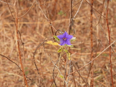 Solanum houstonii
