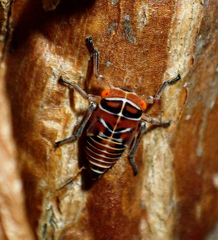 Eurymeloides bicincta