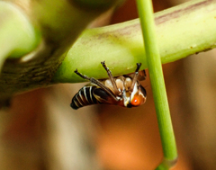 Eurymeloides bicincta