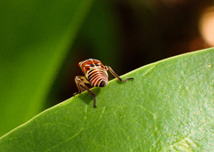 Eurymeloides bicincta