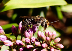 Lipotriches australica