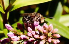 Lipotriches australica