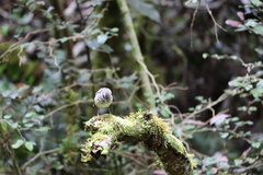 Acanthisitta chloris