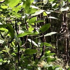 Erythrina crista-galli