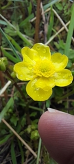 Ranunculus multifidus