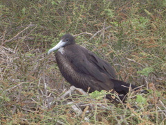 Fregata magnificens