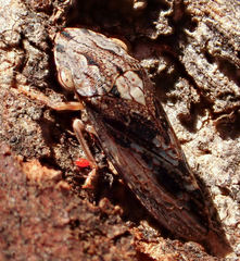 Stenocotis depressa