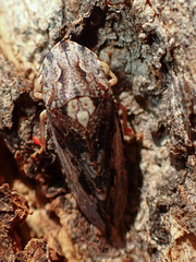 Stenocotis depressa
