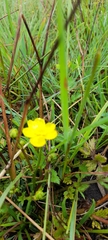 Ranunculus multifidus