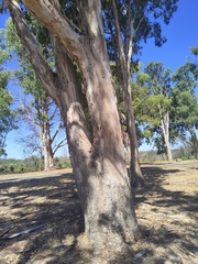 Eucalyptus punctata