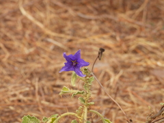 Solanum houstonii