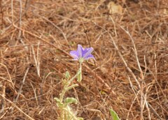 Solanum houstonii