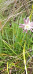 Silene burchellii