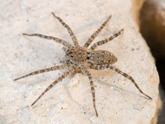 Pardosa nebulosa