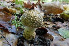 Amanita franchetii