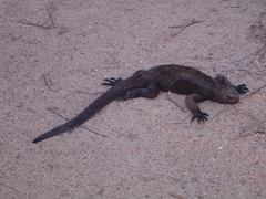 Amblyrhynchus cristatus