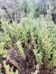 Ericameria ericoides