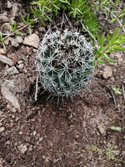 Coryphantha potosiana