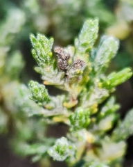 Ericameria ericoides