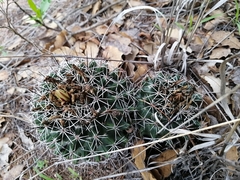 Coryphantha potosiana