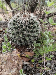 Coryphantha potosiana